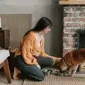 Best-Pet-Food-For-Dogs