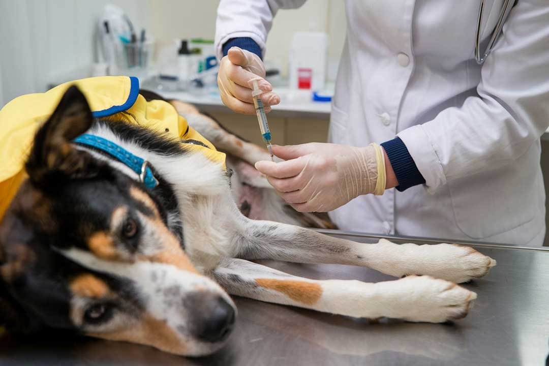 Dogs-Vaccination-1