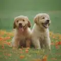 Why-Do-Dogs-Eat-Grass