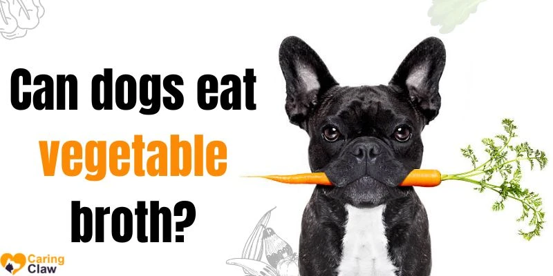 Can dogs eat vegetable broth