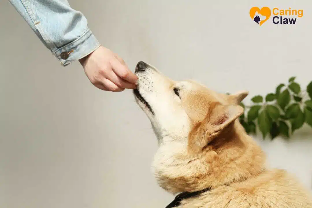 Dog-Food