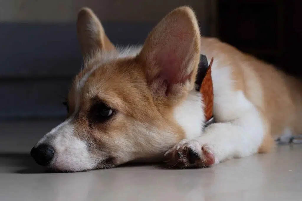 How-dogs-get-Rabies