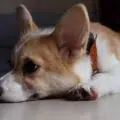 How-dogs-get-Rabies