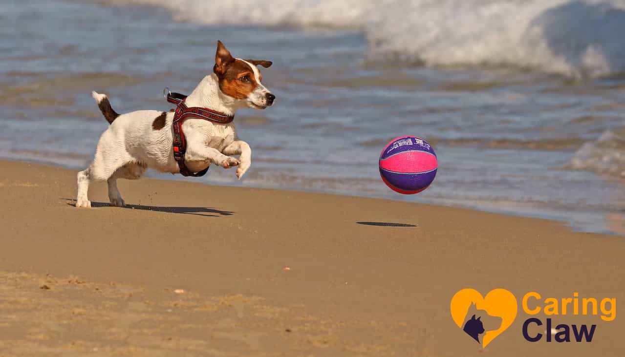 Why playing and exercise activities are so important for dogs