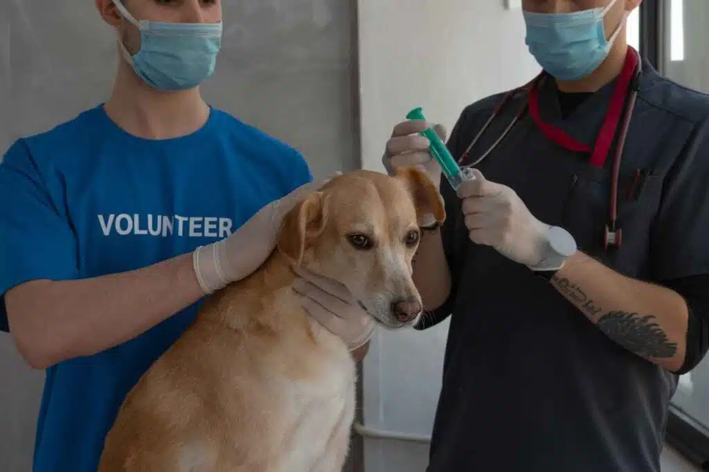 Skin-Disease-in-Dogs