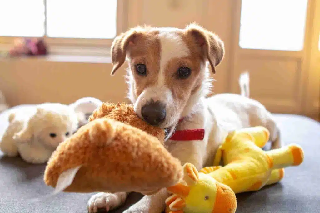 What-are-training-toys-for-dogs