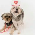 dog-health-insurance