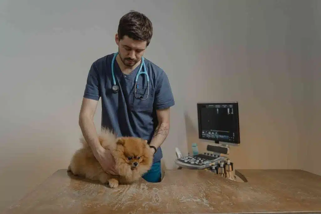 how-to-choose-a-veterinarian