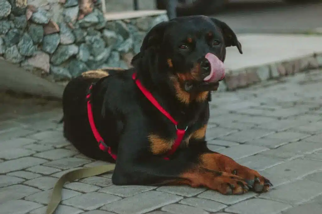 is-it-safe-pet-a-Rottweiler