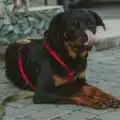 is-it-safe-pet-a-Rottweiler