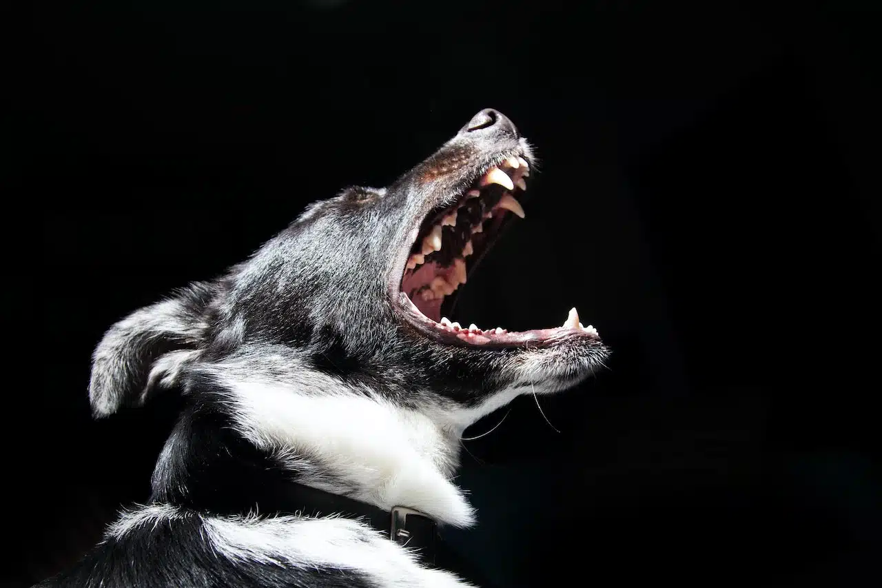 top-10-dangerous-dog-breeds-in-the-world