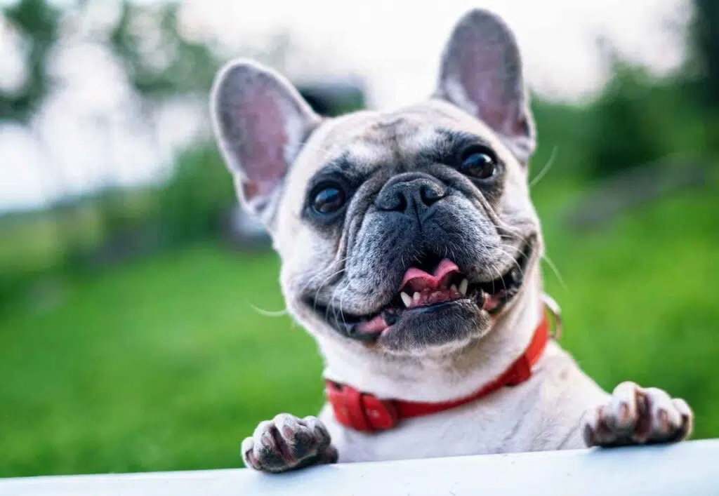 what-is-the-dog-barking-ordinance-in-Stockbridge-Georgia