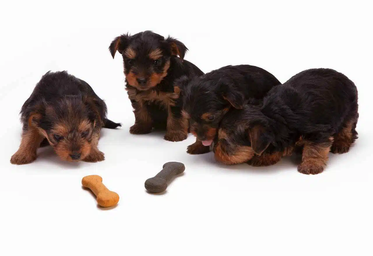 why-does-my-dog-dislike-dog-food
