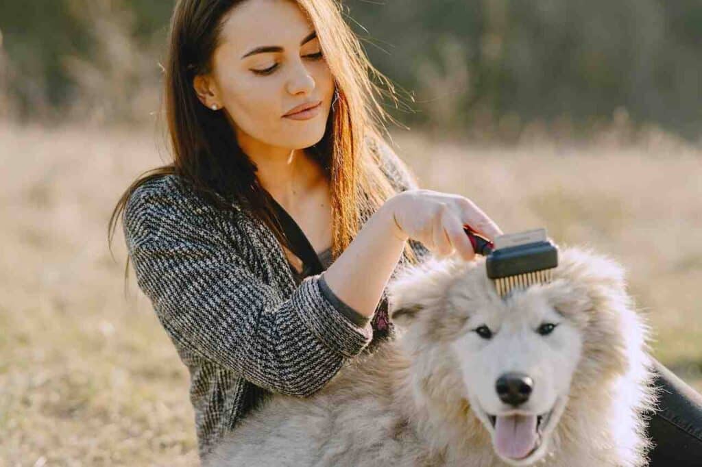 Best-dog-grooming-gear