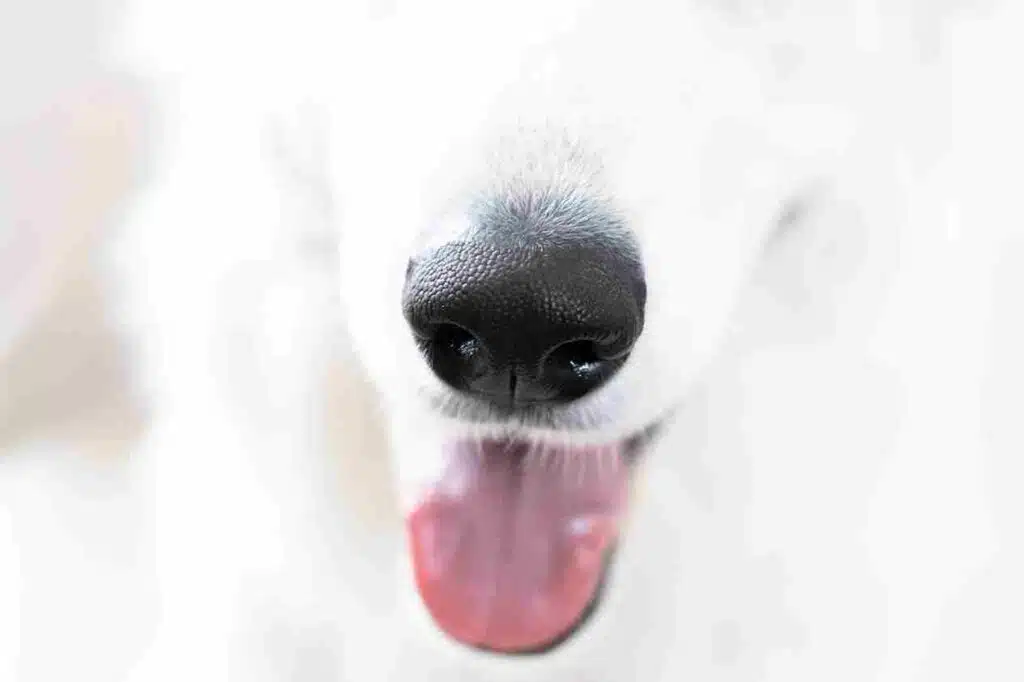 Can-Dogs-Anticipate-Earthquakes?