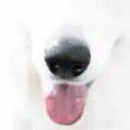 Can-Dogs-Anticipate-Earthquakes?