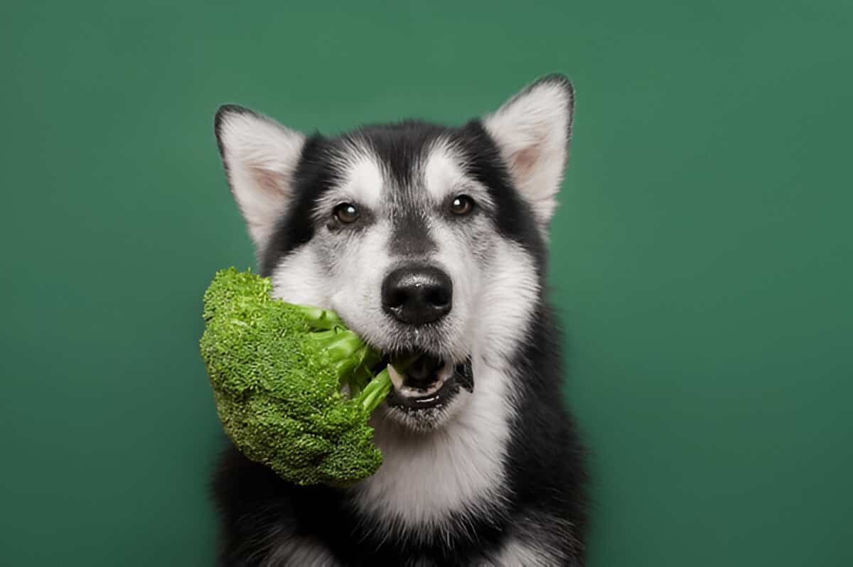 The-Impact-of-Organic-Food-on-Your-Pet's-Health