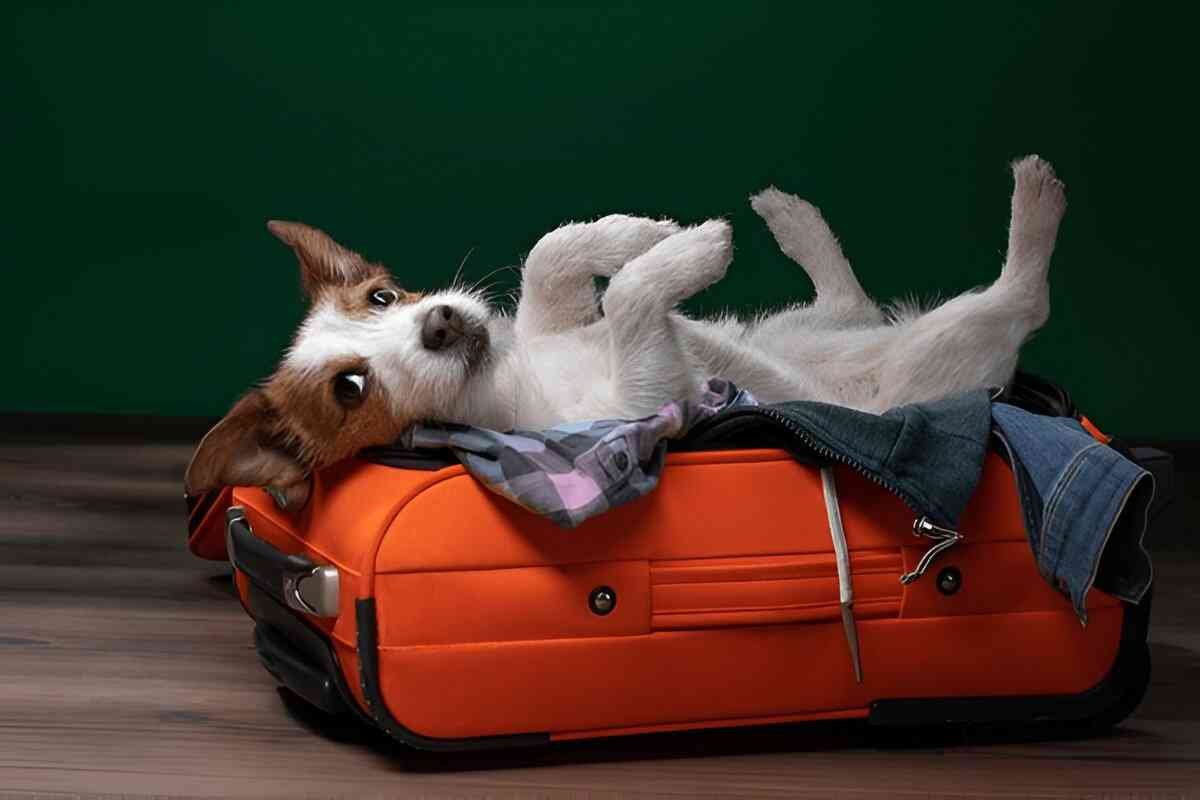 How to travel in a plane or train with your dog-2