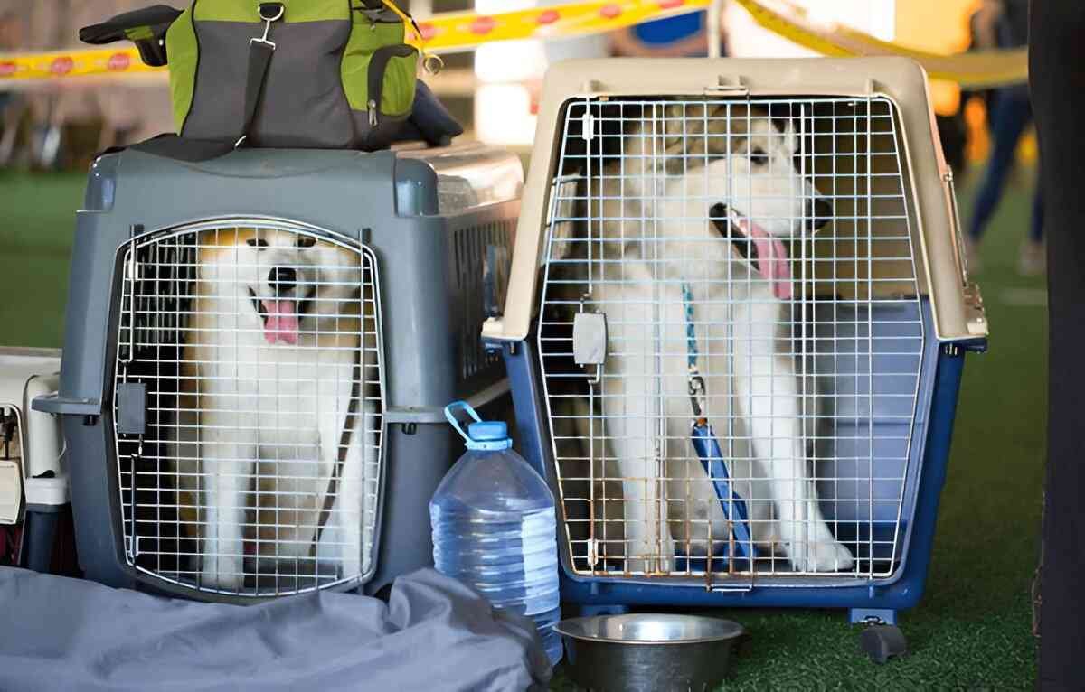 How to travel in a plane or train with your dog-3